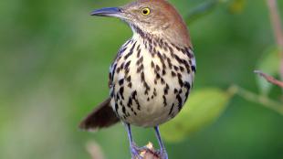 Brown Thrasher