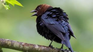 A male Brown-headed Cowbird with his back toward the viewer and looking off to the side, showing his brown colored head and open beak, with his black body and tail feathers fluffed up. 