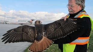 Bud Anderson with Red-tailed Hawk