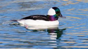 A male Bufflehead duck floating on still water, with sunlight showing the "rainbow" iridescence look of his head feathers.