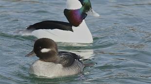 Bufflehead ducks, male and female