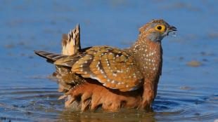 A sunlit Burchell's Sandgrouse standing in water, soaking the feathers on his belly to carry water back to his chicks