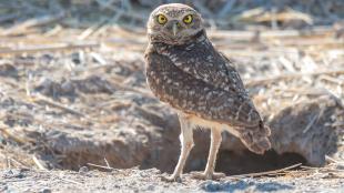 Burrowing Owl next to burrow