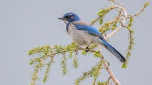 California Scrub Jay