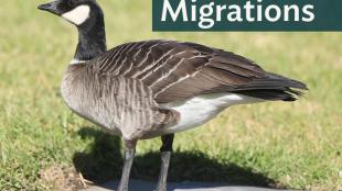 Cackling Goose standing on grass