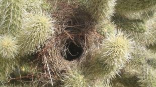 A Cactus Wren nest constructed amidst the spiny branches of a Jumping Cholla cactus.