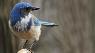 California Scrub Jay