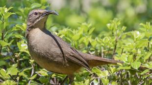 A California Thrasher, in left profile with the head turned toward the shoulder, perched in a bush in the coastal chaparral region. The California Thrasher's plumage is a soft dusty brownish gray, its eye is reddish brown and its long downward-curving beak is black.