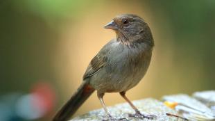 A small grayish brown bird with short pointed beak rests on stone edge of a birdbath, and faces the viewer while looking to its right.