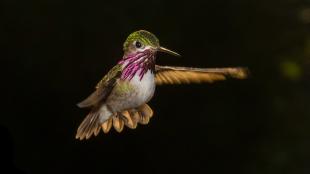 Calliope Hummingbird