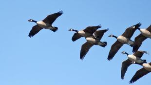 Canada Geese in flight