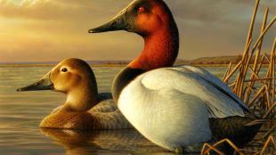 Canvasbacks 2014-15 Duck Stamp artwork by Adam Grimm