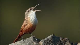 Canyon Wren