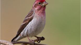 A male Cassin's Finch, with strawberry red pink head feathers, pale beige breast and dark brown wings and back. 