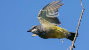 A Cassin's Kingbird taking off from a branch against a blue sky