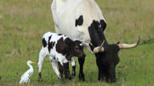 Cattle Egret with grazing cow and calf