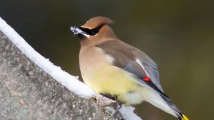 Cedar Waxwing in the snow