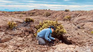 Wildlife biologist Charlotte Forbes Perry kneels at the entrance to a petrel nest inside one of the lava tubes in the lava fields of Mauna Loa