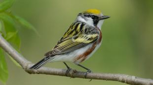 Chestnut-sided Warbler