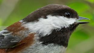 Chestnut-backed Chickadee calling