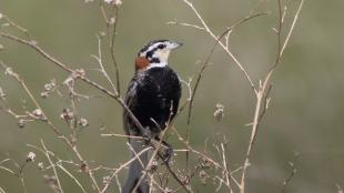 Chestnut-collared Longspurseen in profile, perched on dried plant stems