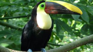 Chestnut-mandibled Toucan