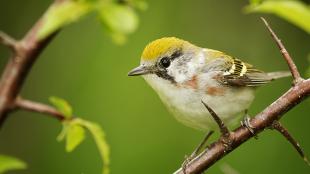 A female Chestnut-sided Warbler perched on a thorny branch