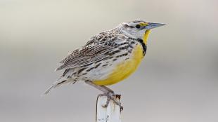 A small brown-and-white striped bird with bright yellow breast, black bib, and narrow sharp beak is perched on a fencepost