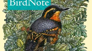 BirdNote logo, an illustration of Varied Thrush against greenery with the word BirdNote on a blue bar 