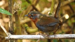 A small brown bird with gray and orange on its face sits on a branch. 