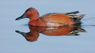 Cinnamon Teal