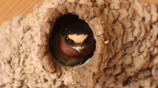 An adult Cliff Swallow peers out the opening of its nest, created by carefully placed daubs of mud.