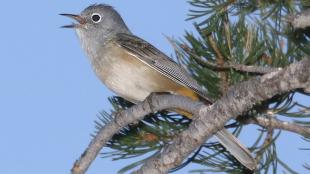 Colima Warbler in Chisos Mts