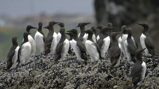 Common Murres