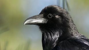 Common Raven viewing her world