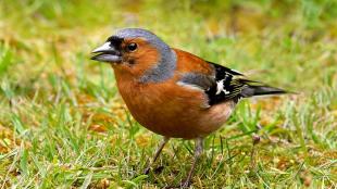 An orange bird with grey head, black wings, and sharp pointed gray beak stands on grass while facing the viewers' left