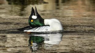 Male Common Goldeneye duck floating on water with its head leaning over its back in courtship pose