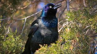 A black bird sits on a branch in sunlight. His glossy feathers are shimmering iridescent colors.