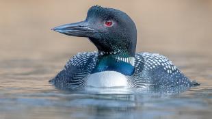 Common Loon