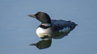 Common Loon