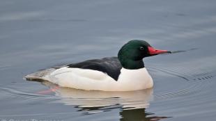 Common Merganser