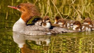 Female Common Merganser swimming with a couple of her chicks on her back, the rest swimming along behind her. The scene is sunlit and greenery reflects on the water.