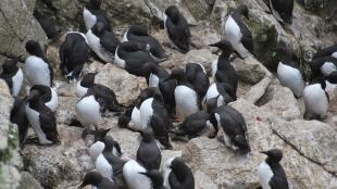 Common Murres