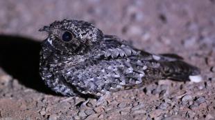 Common Poorwill, male