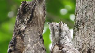 A bird with large beak and mottled brown and gray plumage sits near tree trunk with its fluffy chick beside it; both have their beaks pointed to the sky.