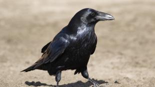 A Common Raven standing in sunlight