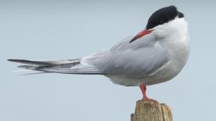 Common Tern