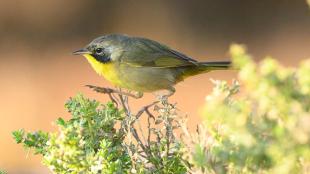 A small songbird with bright yellow throat and black cheek steps across the top of a flowering plant