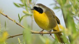 Common Yellowthroat