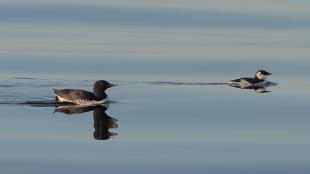 Common Murre, breeding adult left, immature right